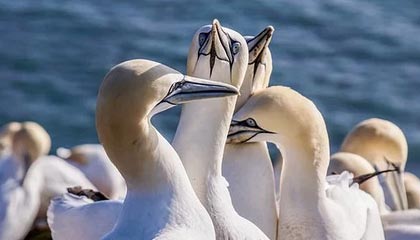 开云中国：奢华与创新的完美融合