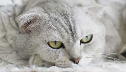 Kaiyun：云端之上的美好生活与商业革新