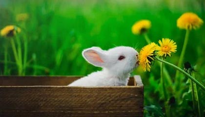 Kaiyun：云端之上的美好生活与商业革新